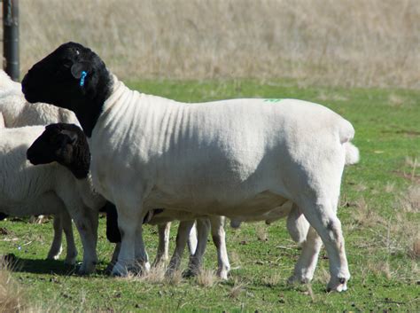 We have raised commercial Dorper hair sheep for their heat and parasite tolerance and their superior carcass qualities and carcass weights. . Dorper sheep for sale craigslist near missouri